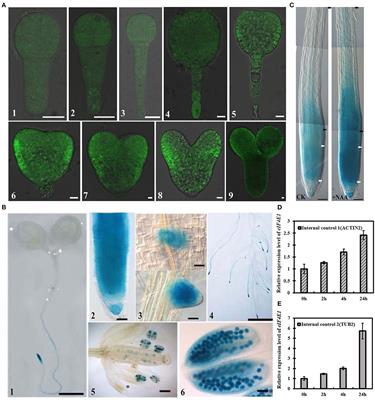 eIF4E1 Regulates Arabidopsis Embryo Development and Root Growth by Interacting With RopGEF7
